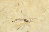 Two Detailed Fossil Flies (Plecia) - France #254333-1